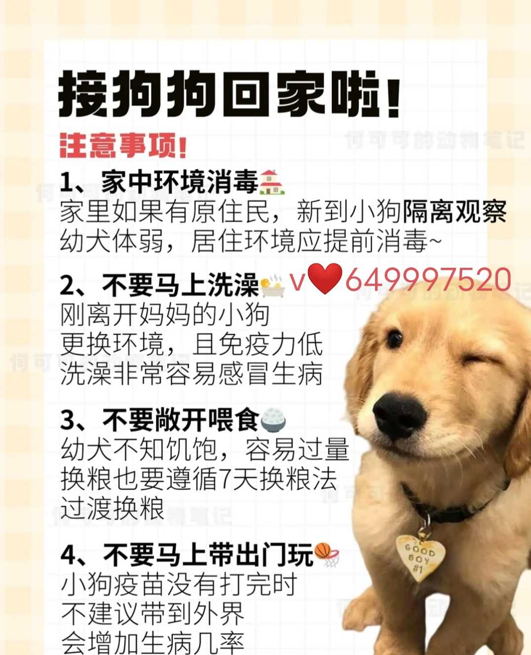 精品锤系德牧幼犬 锤系德国牧羊犬北京德牧犬舍